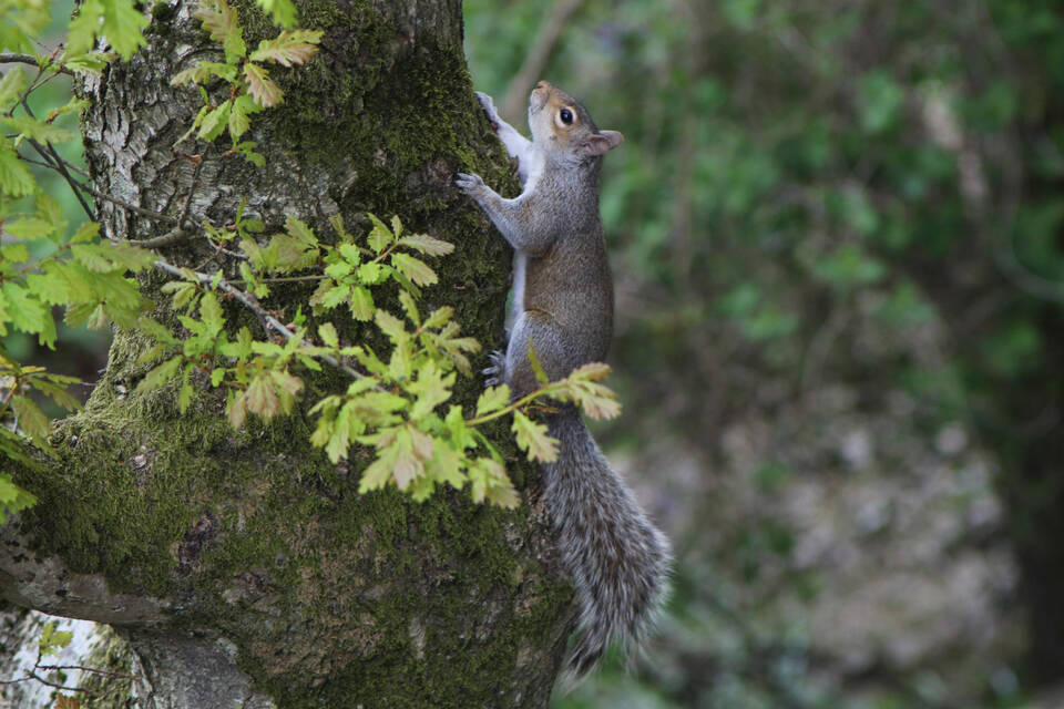 2016 Squirell climbing tree on CLP