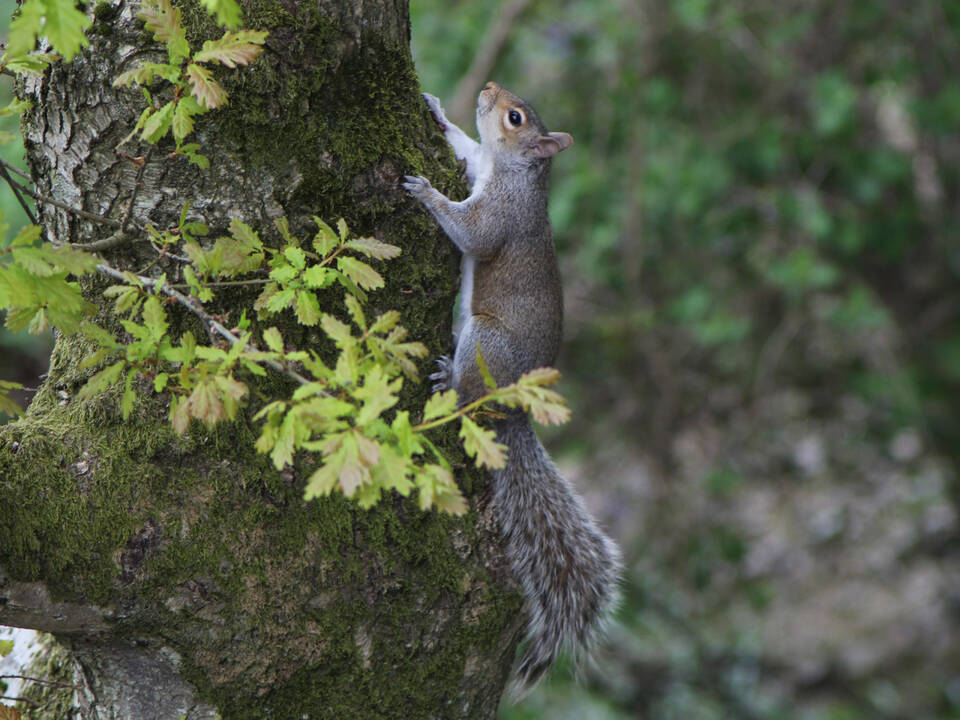 2016 Squirell climbing tree on CLP