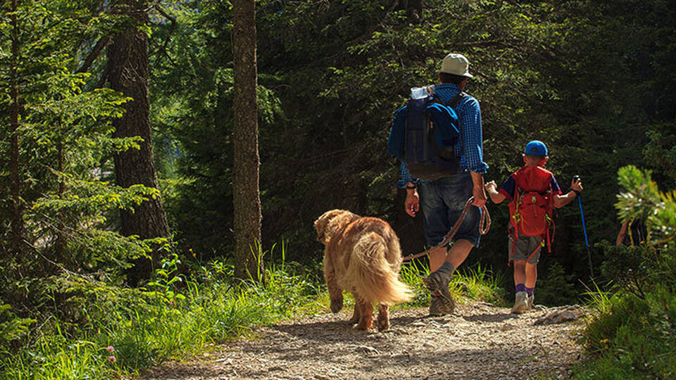 5 dog walks