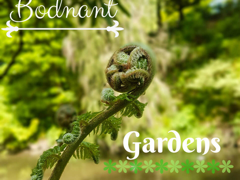Bodnant Gardens - A National Trust Treasure