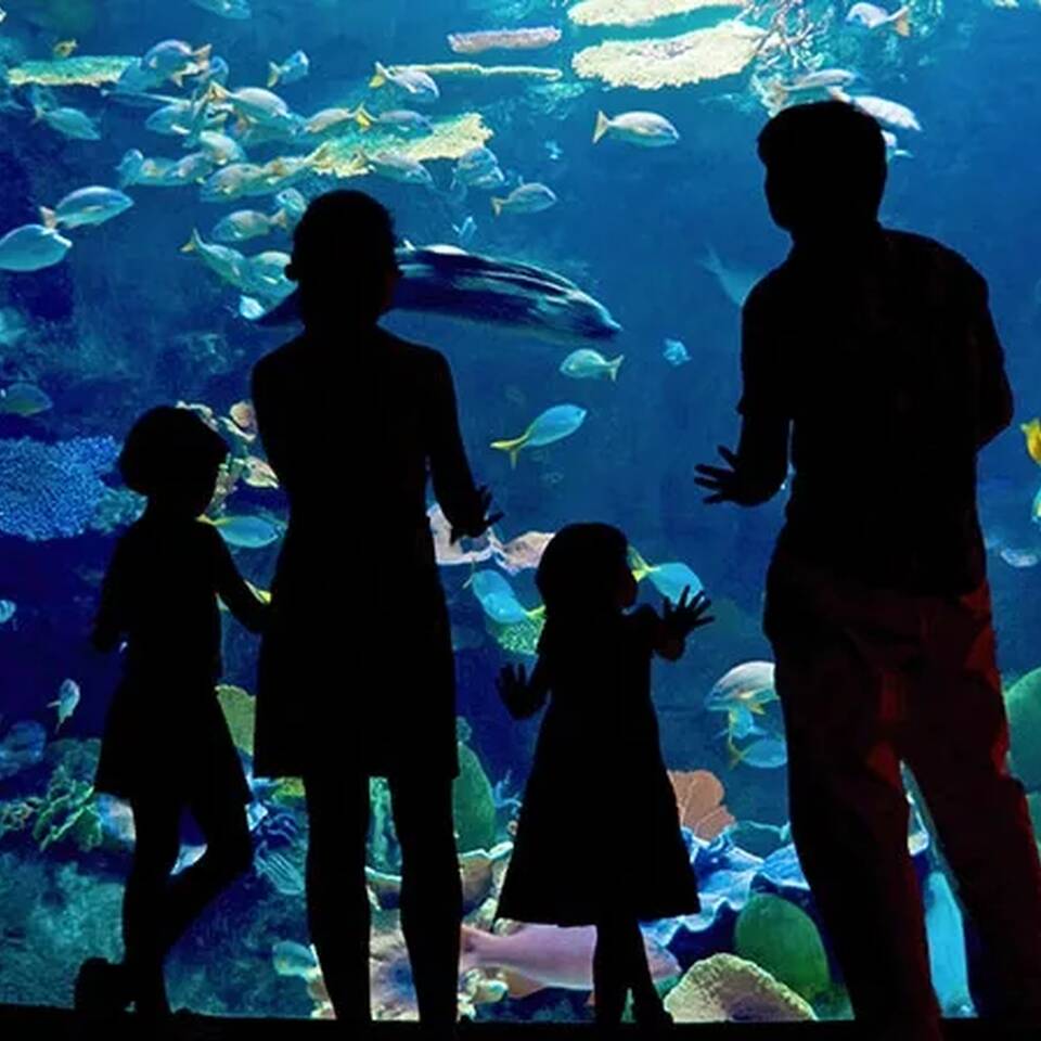 Aquarium Best Activities with Kids North Wales