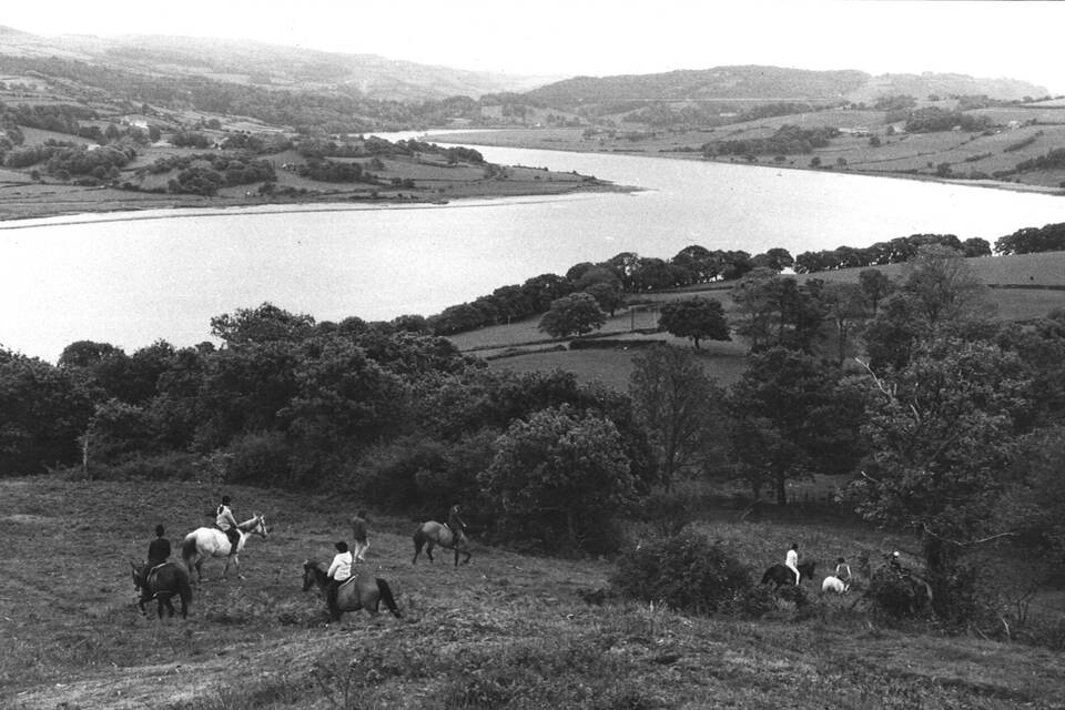 Conwy horses