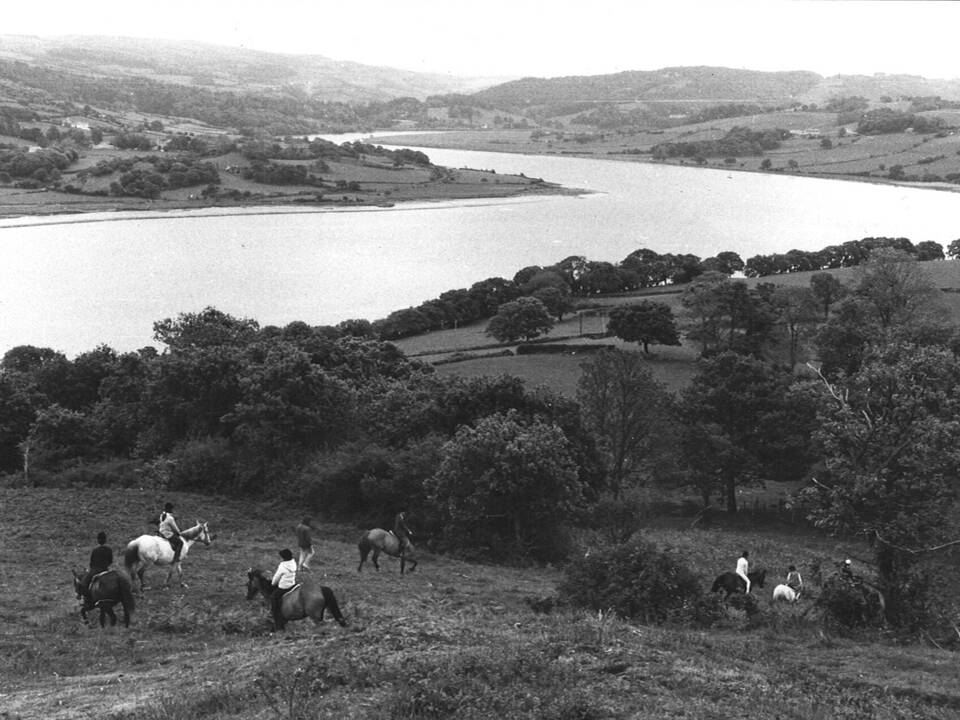 Conwy horses