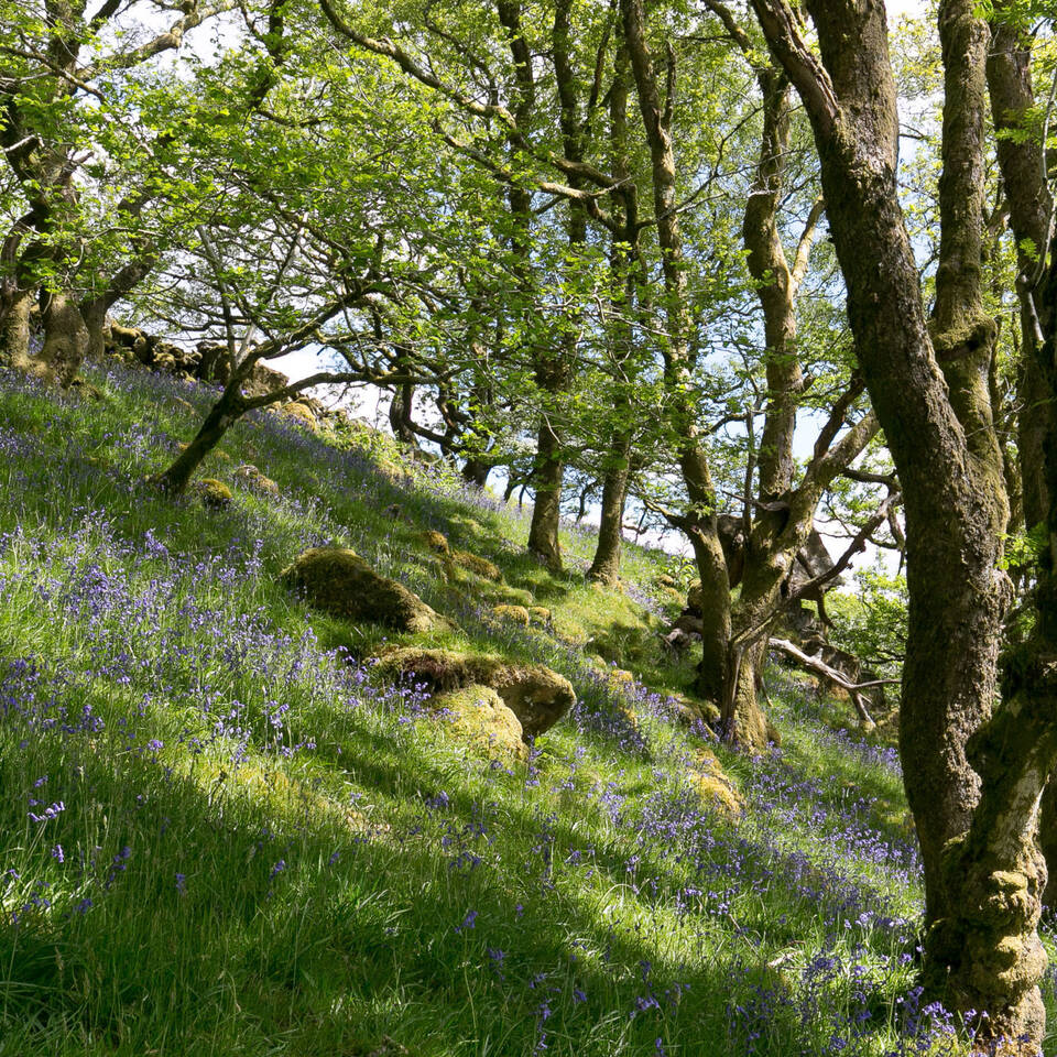 Local Area Blue bells in wood