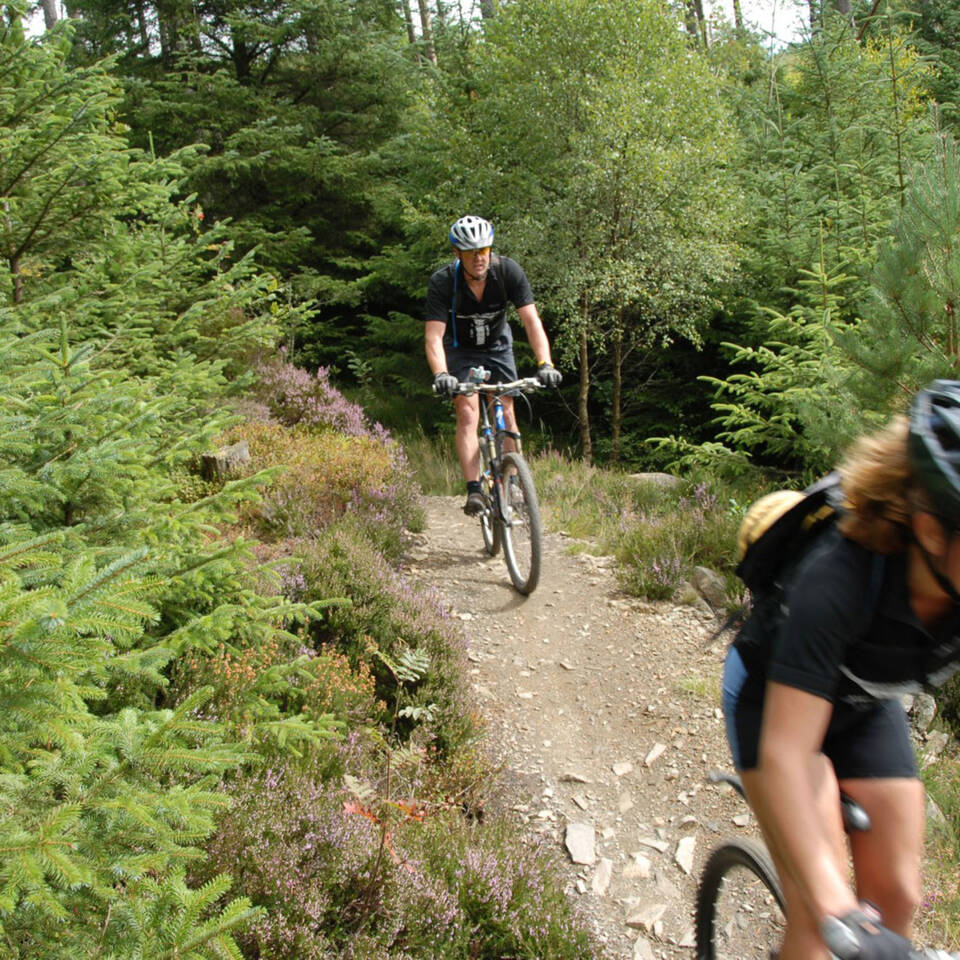 Activities Mountain Biking Gwydyr Forest Snowdonia North Wales Large